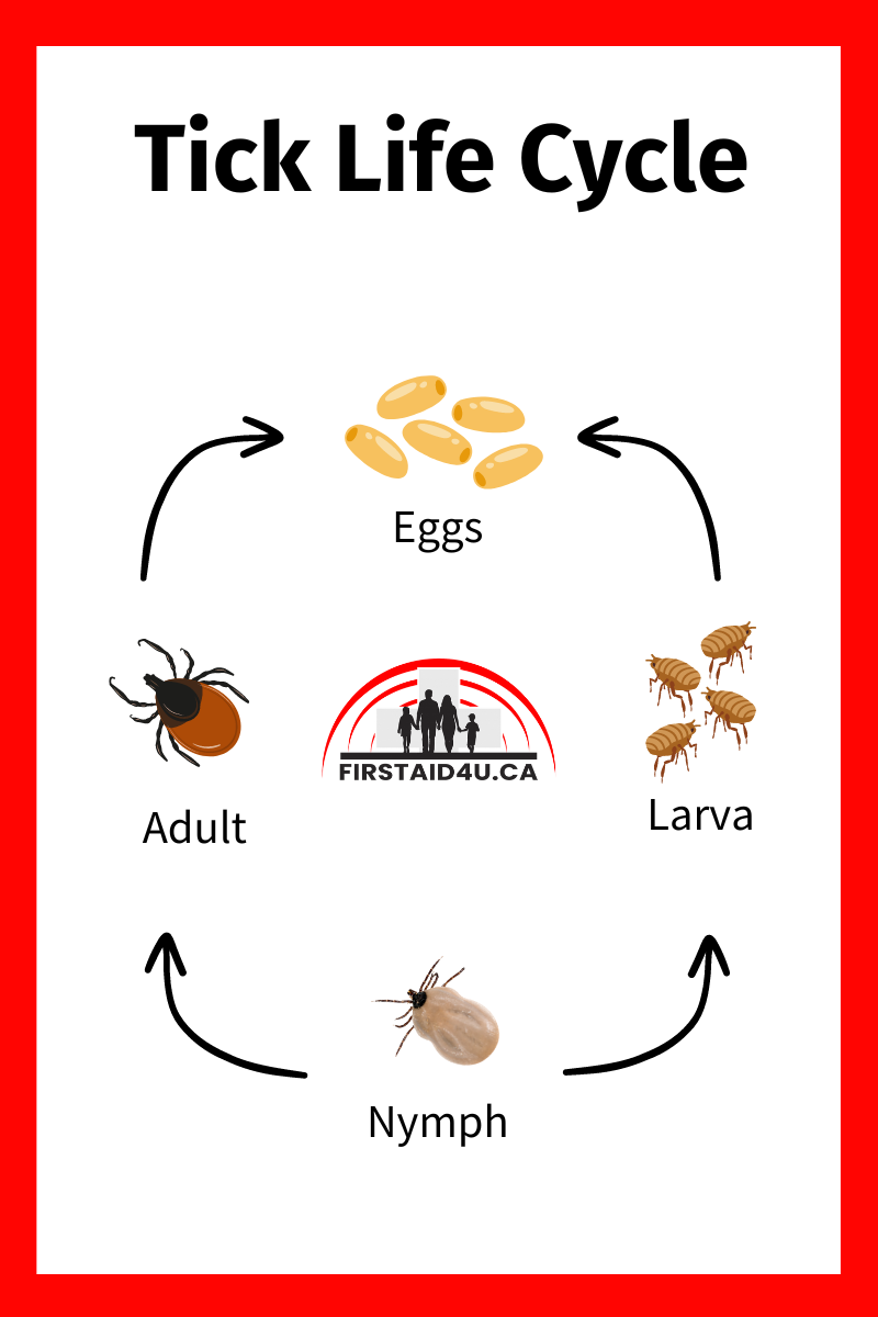 Tick Life Cycle